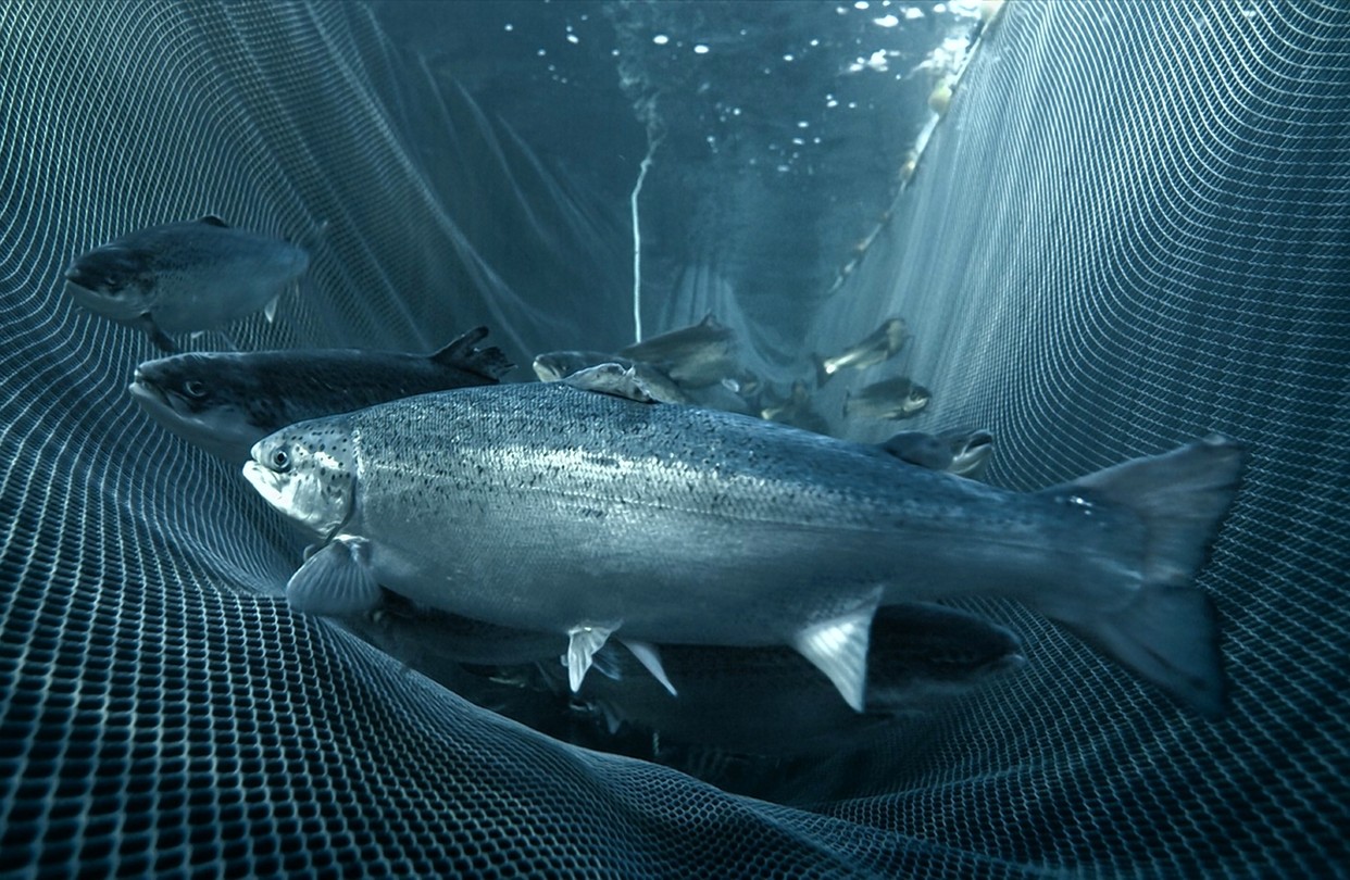 New Milestone Achieved: Atlantic Salmon Trial Successfully Demonstrates Efficacy of Novel Alternative Protein for Aquafeed